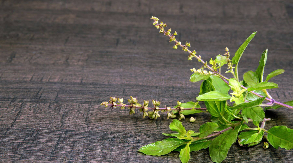 Tulsi är en kryddig ört med stor betydelse för det indiska samhället, indiska kulturen och religionen