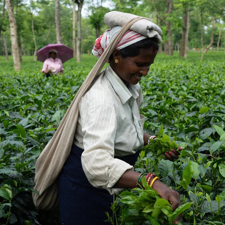 assam and ginger svart assam te med ingefära från indien sip revolt karma tea