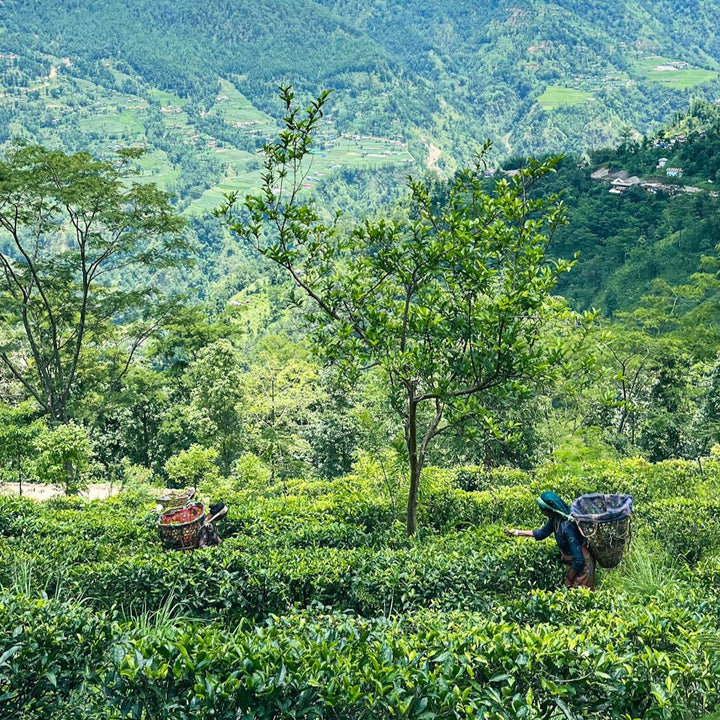 grönt te glacier green från nepal sip revolt karma tea