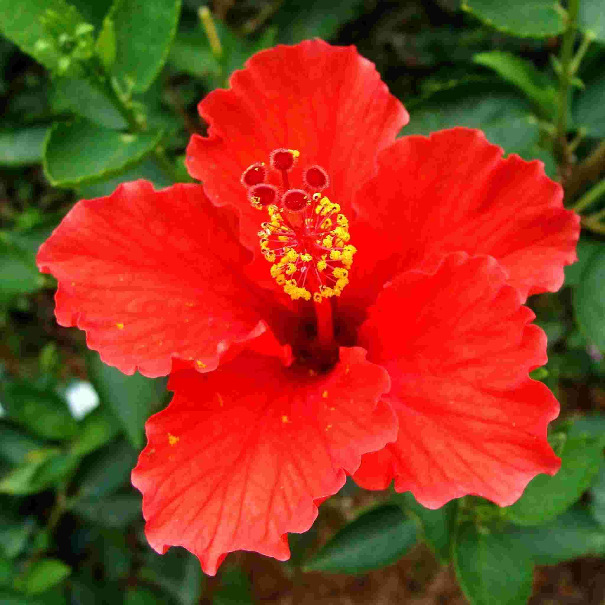 hibiskus sip revolt te